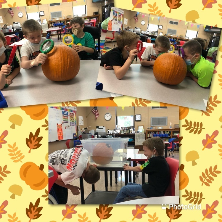 students and pumpkins